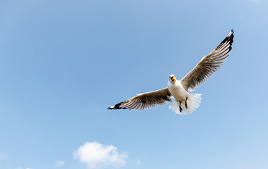 Seagulls flying on the beautiful sky chasing after food to eat.	