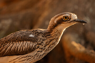 The bush stone-curlew or bush thick-knee is a large, ground-dwelling bird endemic to Australia.