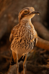 The bush stone-curlew or bush thick-knee is a large, ground-dwelling bird endemic to Australia.