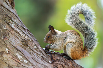 A squirrel eating sunflower seeds on the trunk