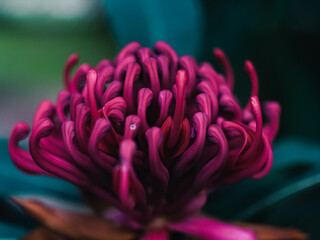 Waratah flower