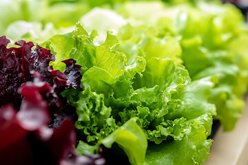 A vibrant green and white picture of produce