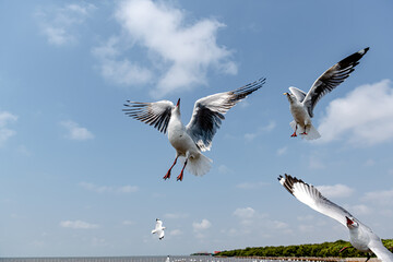 Seagulls flying on the beautiful sky chasing after food to eat.	