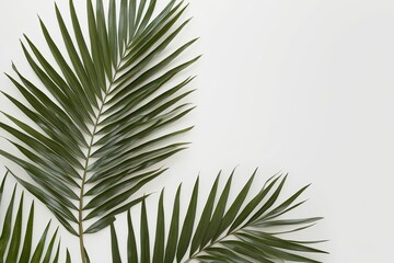 Obraz premium Elegant Palm Leaf Silhouettes on Crisp White Backdrop
