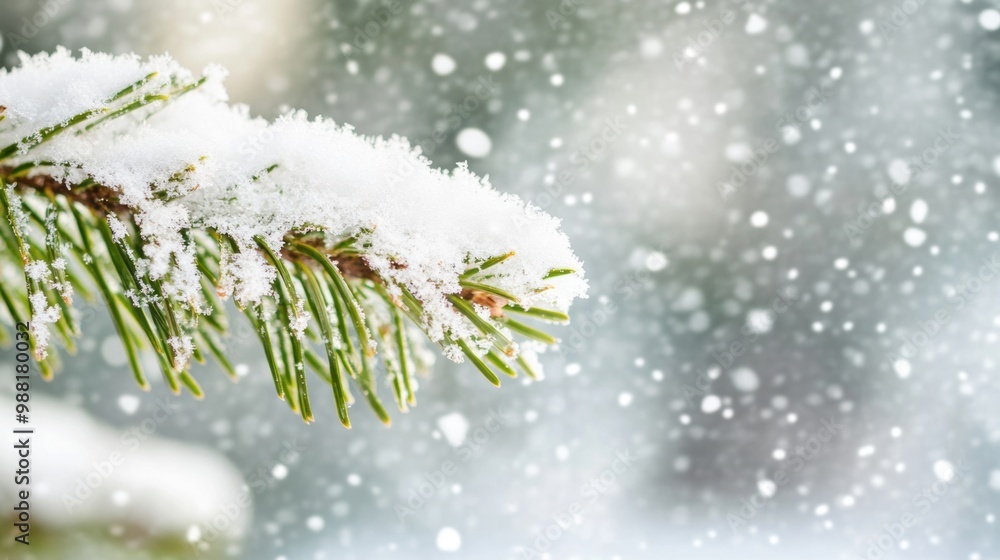 Poster pine branches gently weighted down with soft snowflakes create a tranquil winter atmosphere amidst f