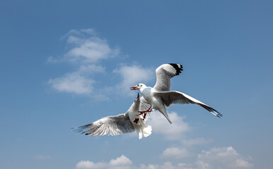 Seagulls flying on the beautiful sky chasing after food to eat.	