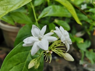 Jasminum sambac, melati putih, small white flowers fragrant.