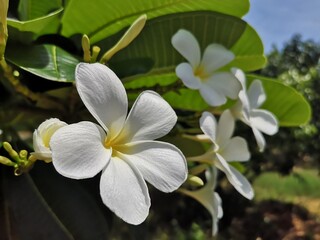Fototapeta premium Flowers, White Flower, Apocynaceae, Plumeria, Frangipani, Plumeria, Temple Tree, Graveyard Tree.