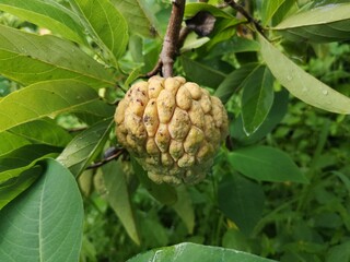Noi Na fruit, Thai fruit, Custard apple, sweep-sop, sugar apple, Annona squamosa, Count Unit.