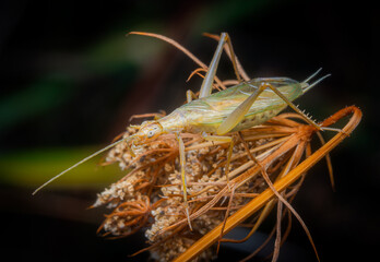 Macrophotography of Tree Cricket (Oecanthus pellunces) on a plant in nature.