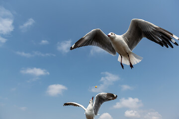 Seagulls flying on the beautiful sky chasing after food to eat.	