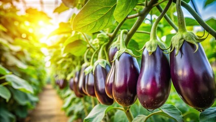Close-up of ripe eggplant harvest in a greenhouse garden, eggplant, ripe, Solanum melongena, aubergine, brinjal, bio