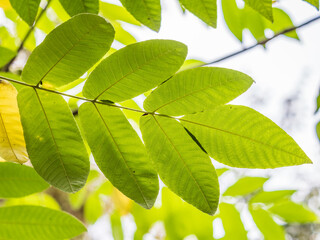 Yellow autumn leaves of Juglans mandshurica, Manchurian walnut. Autumn leaf color