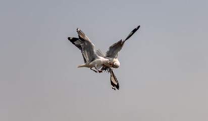 Seagull in group or single flying in the blue sky, along the seashore area at Bangpu, Thailand.