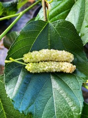 Fresh sweet long white mulberries ( Morus alba) plant with organic method