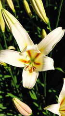 Obraz premium Close-up of a White Lily Flower with Orange Accents