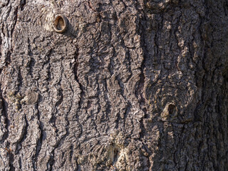 Bark texture and background of a old fir tree trunk. Detailed bark texture. Natural background