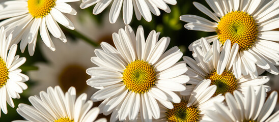 Fototapeta premium Close-up of a Daisy Flower