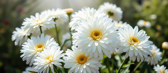 Delicate White Daisies in the Garden
