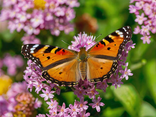 Obraz premium swing butterfly on flower