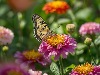 Obraz premium colorful butterfly on flower