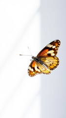 Obraz premium Butterfly with wings spread out against white background