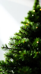 Close-up of Evergreen Tree Branches