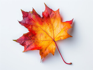 Fototapeta premium Autumn maple leaves isolated on a white background