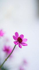 Obraz premium Single Pink Cosmos Flower with Soft Background