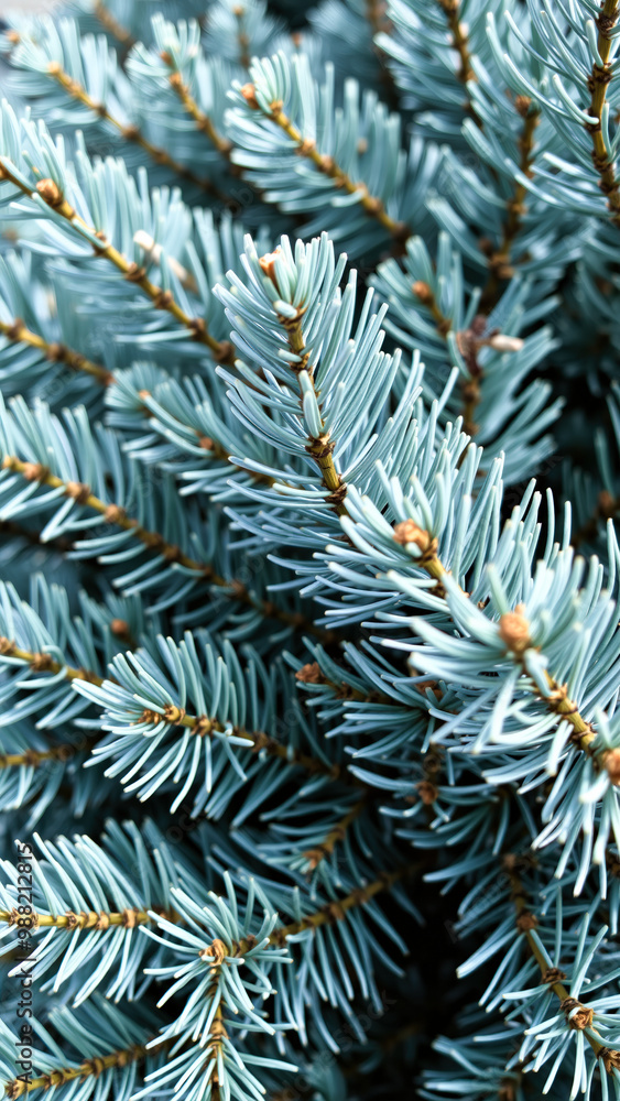 Canvas Prints Closeup of Blue Spruce Needles