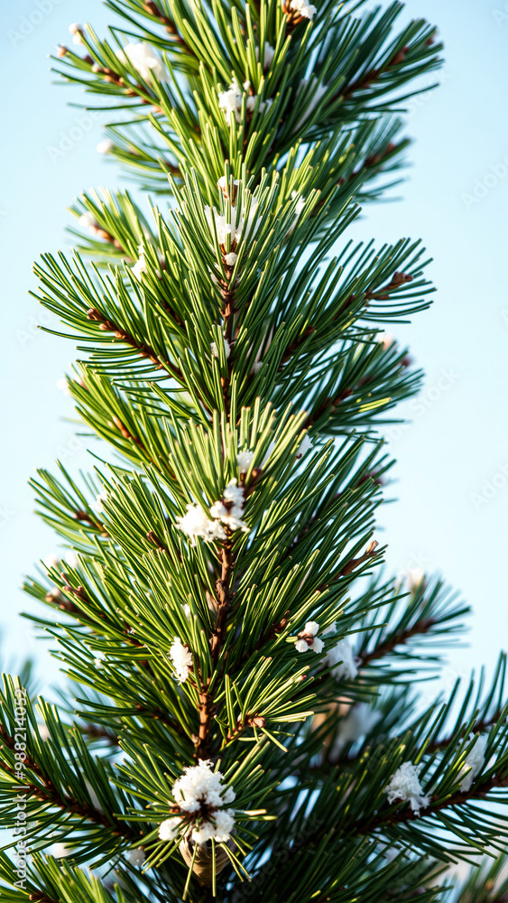 Poster close-up of a pine tree branch with snow