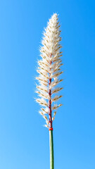 White Flower Against Blue Sky