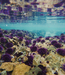 Tide pool filled with sea urchins 