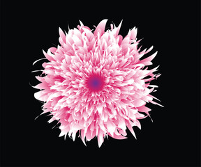 Pink dahlia flower isolated ,Big pink nice flower