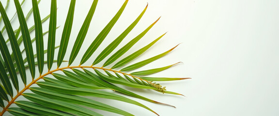 Obraz premium Palm Leaf on White Background