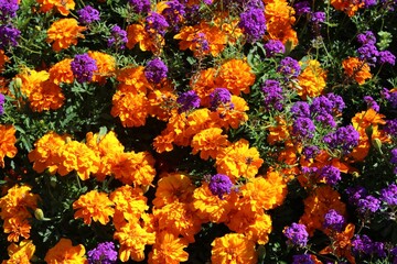 Orange and purple flowers in the garden, flower bed