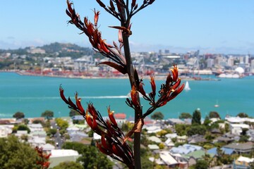 Plant on the coast, cityscape lookout
