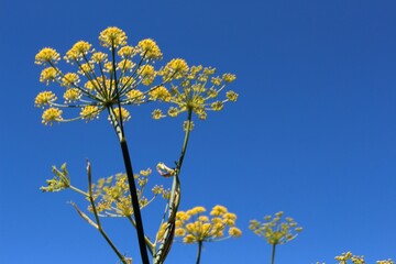Obraz premium Yellow flowers on blue sky background