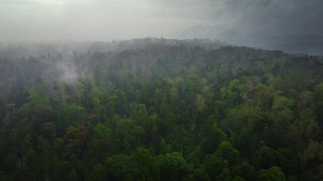 Drone shot over Mudumalai Tiger reserve. It is located in the Nilgiris District of Tamil Nadu state at the tri-junction of three states, viz, Karnataka, Kerala and Tamil Nadu