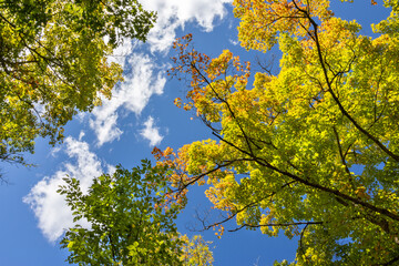 Beautiful fall colors emerge in the autumn sunlight at Itasca State Park near Bemidji Minnesota against blue sky and white clouds in background