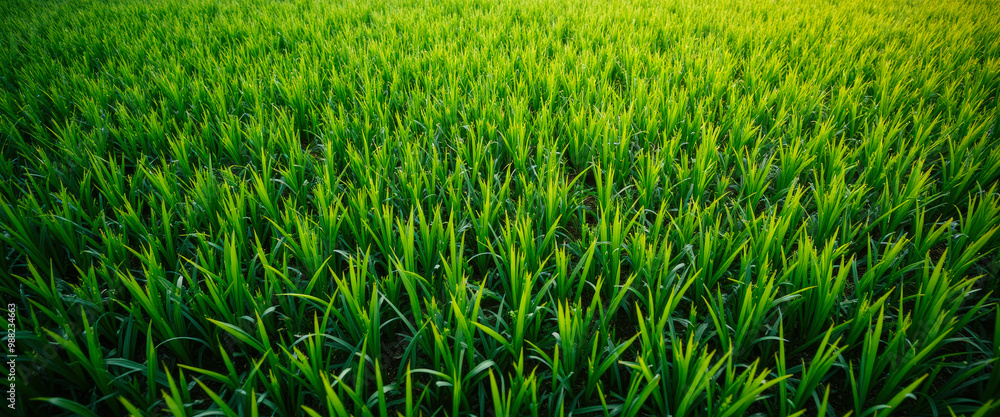 Sticker Lush Green Grass Field