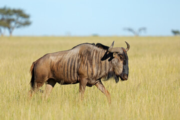 A blue wildebeest (Connochaetes taurinus) in grassland, Mokala National Park, South Africa.
