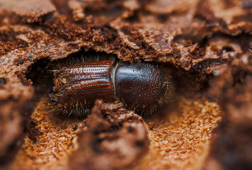 The European spruce bark beetle Ips typographus on spruce tree