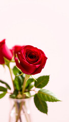 Fototapeta premium Closeup of a Single Red Rose