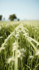 White Flowers in a Field of Green Grass