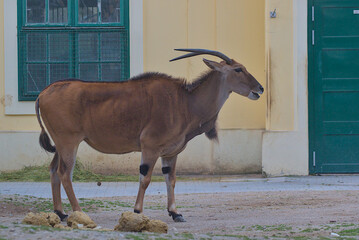 An adult Eland, the world's largest antelope, standing calmly in an urban environment. Its robust...