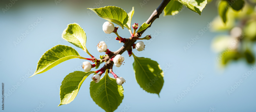 Sticker White Flower Buds on Green Branch with Blue Background