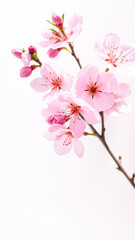 Naklejka premium Delicate Pink Cherry Blossoms on White Background
