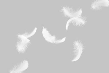 Obraz premium Abstract White Bird Feathers Falling in The Air. Floating Freely, Peace. Softness of Floating Feathers. Feather on Gray Background. 
