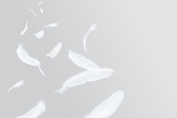 Abstract Many White Bird Feathers Floating in The Sky. Softness of Feathers. Feather on Gray Background.	
